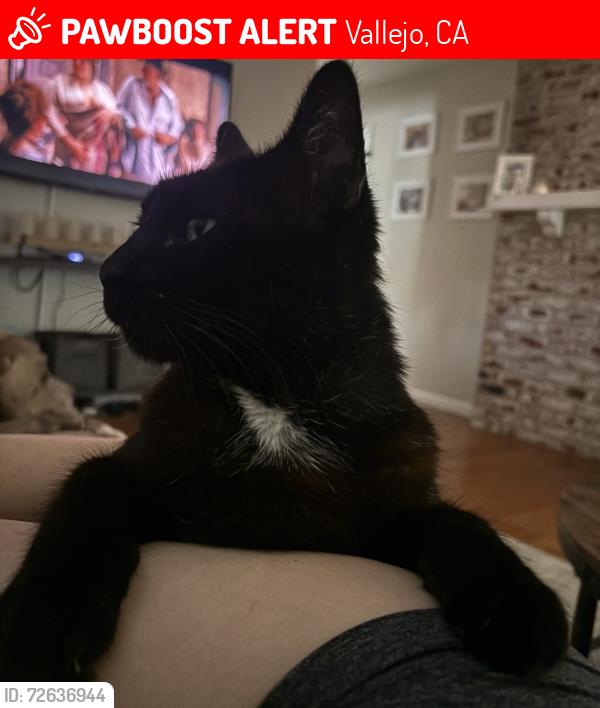 Lost Male Cat last seen Georgia st and Columbus Parkway/Rollingwood , Vallejo, CA 94591