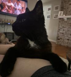 Lost Male Cat last seen Georgia st and Columbus Parkway/Rollingwood , Vallejo, CA 94591