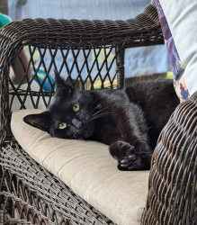 Lost Male Cat last seen Decoursey, Covington, KY 41015