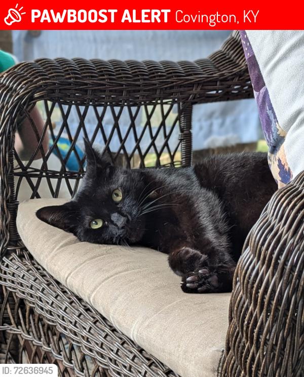 Lost Male Cat last seen Decoursey, Covington, KY 41015