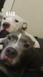Lost Male Dog last seen Near egan, Pueblo, CO 81006