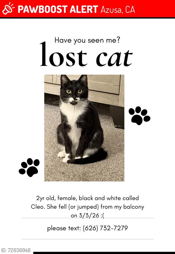 Lost Female Cat last seen apmt complex 273 w arrow hwy azusa, Azusa, CA 91702