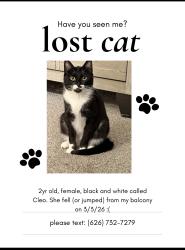 Lost Female Cat last seen apmt complex 273 w arrow hwy azusa, Azusa, CA 91702
