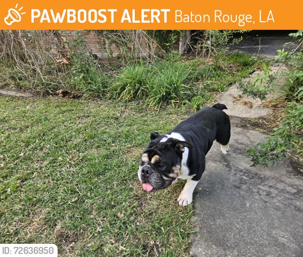 Found/Stray Male Dog last seen The Brighton School, Baton Rouge, LA 70816