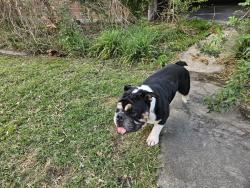 Found/Stray Male Dog last seen The Brighton School, Baton Rouge, LA 70816