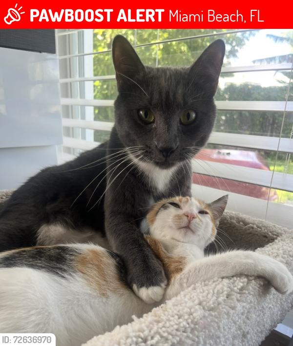 Lost Male Cat last seen 71st street across from Normandy Isle Park, Miami Beach, FL 33141