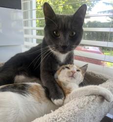 Lost Male Cat last seen 71st street across from Normandy Isle Park, Miami Beach, FL 33141