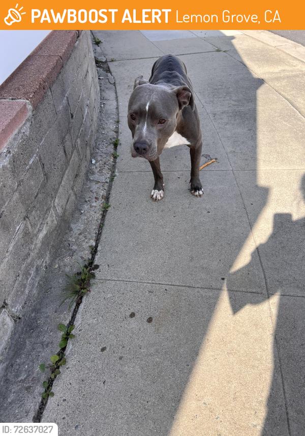 Found/Stray Male Dog last seen Dennis Lane, Lemon Grove, CA 91945