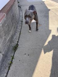 Found/Stray Male Dog last seen Dennis Lane, Lemon Grove, CA 91945