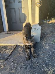 Lost Male Cat last seen Southridge apmts , Ridgefield, WA 98642