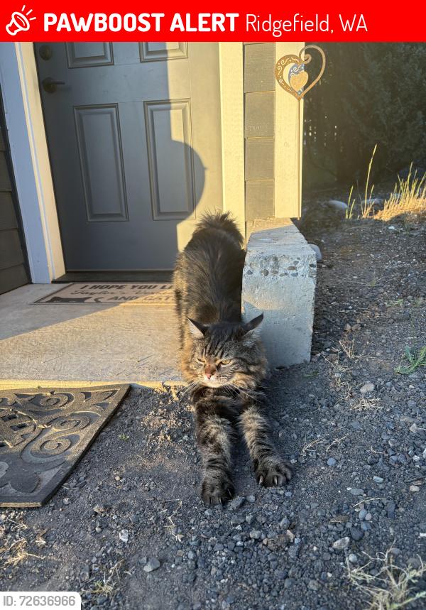 Lost Male Cat last seen Southridge apmts , Ridgefield, WA 98642