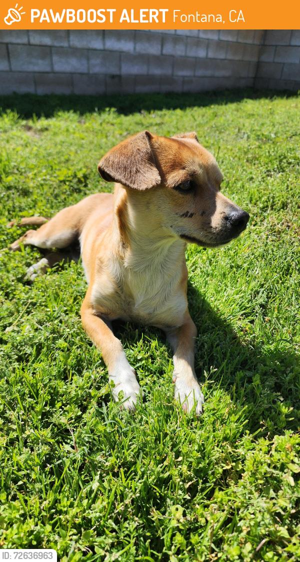 Found/Stray Male Dog last seen Near 15 Freeway entrance on Sierra Ave, Fontana, CA 92336