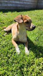 Found/Stray Male Dog last seen Near 15 Freeway entrance on Sierra Ave, Fontana, CA 92336