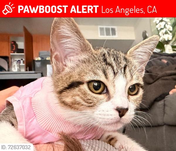 Lost Female Cat last seen Woodland Hills, Los Angeles, CA 91364