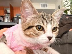 Lost Female Cat last seen Woodland Hills, Los Angeles, CA 91364