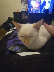 Lost Male Cat last seen Runions creek road , Broadway, VA 22815