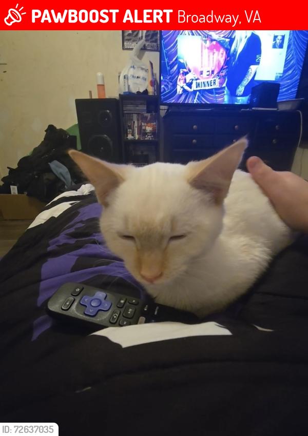 Lost Male Cat last seen Runions creek road , Broadway, VA 22815