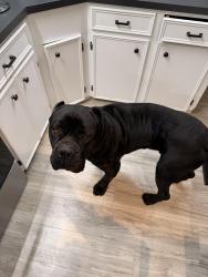 Lost Male Dog last seen Homer Highschool, Homer, LA 71040
