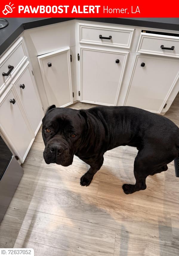 Lost Male Dog last seen Homer Highschool, Homer, LA 71040