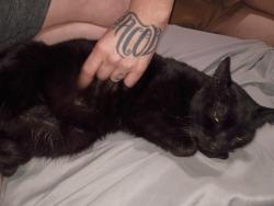 Found/Stray Female Cat last seen 7/11  on Nolan River rd an 67, Cleburne, TX 76033