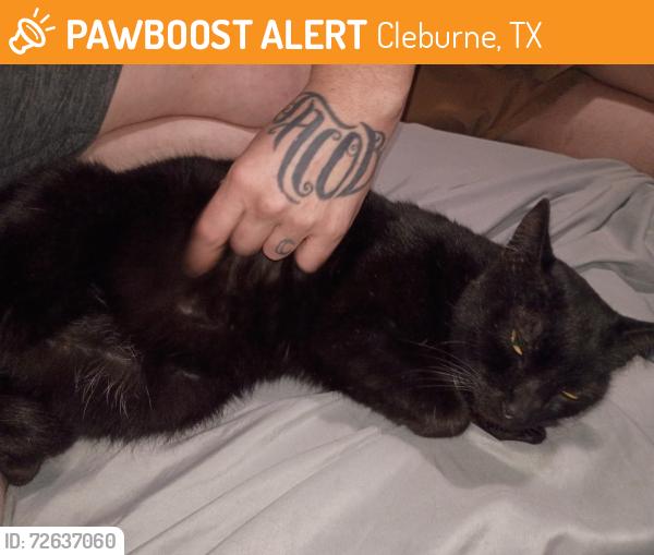 Found/Stray Female Cat last seen 7/11  on Nolan River rd an 67, Cleburne, TX 76033