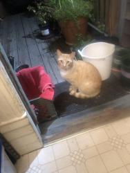 Found/Stray Unknown Cat last seen Alcatraz and tuck , Oakland , Oakland, CA 94609