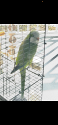 Lost Female Bird last seen South semoran Florida , Orlando, FL 32822