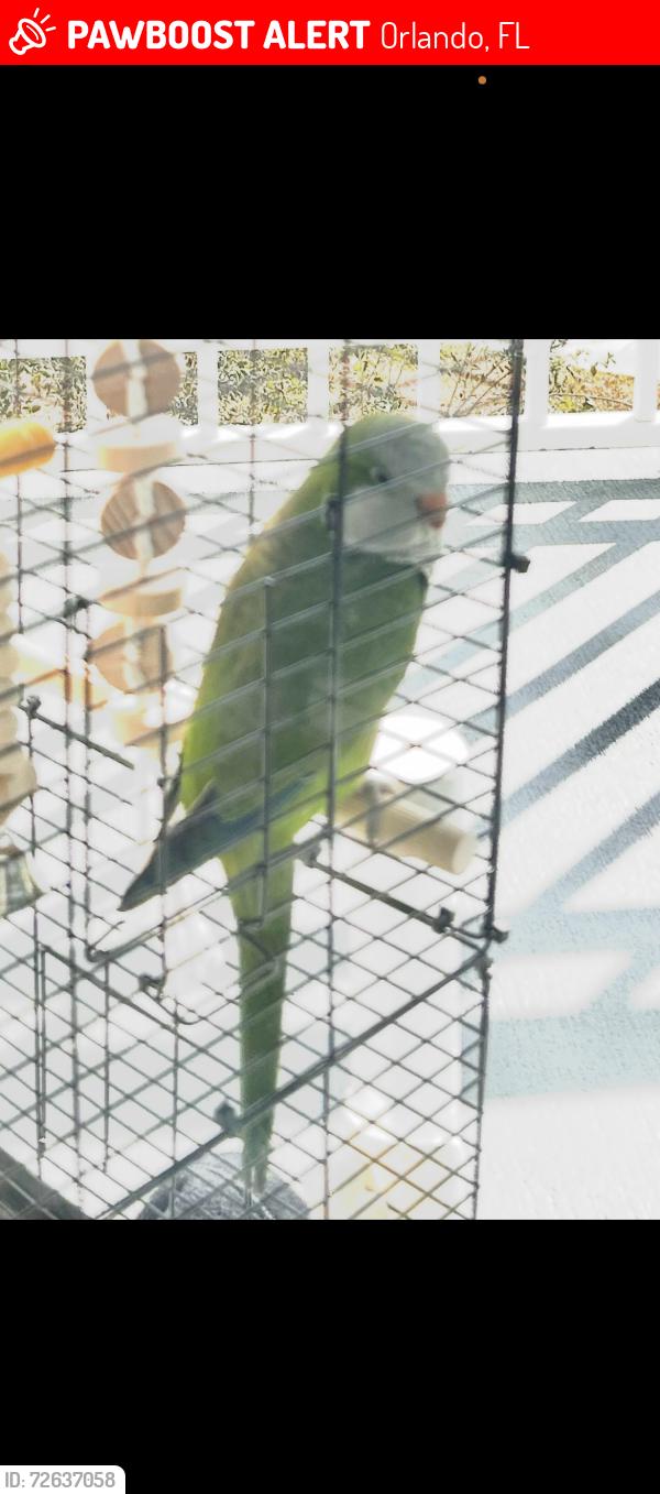 Lost Female Bird last seen South semoran Florida , Orlando, FL 32822