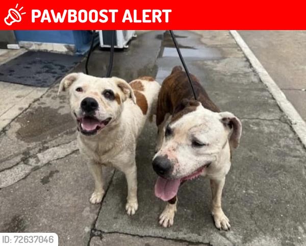 Lost Female Dog last seen Elgin Cézar de Souza , Cezar de Souza, SP 08820-390