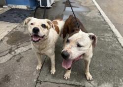 Lost Female Dog last seen Elgin Cézar de Souza , Cezar de Souza, SP 08820-390