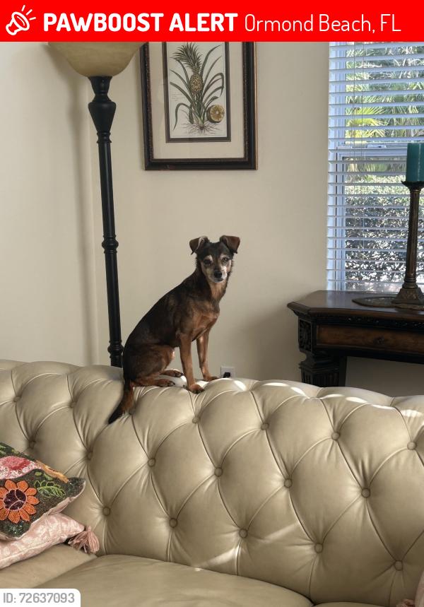 Lost Female Dog last seen Shockney and US 1, Ormond Beach, FL 32174