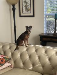 Lost Female Dog last seen Shockney and US 1, Ormond Beach, FL 32174