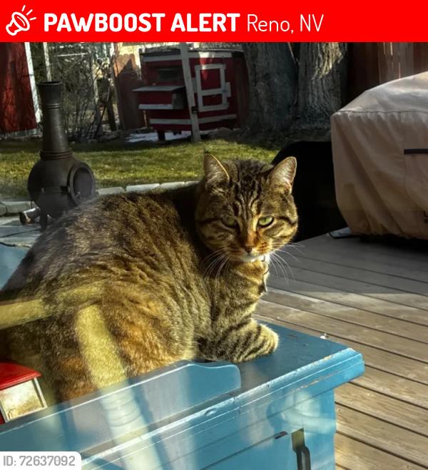 Lost Female Cat last seen Floreca and South Hills Drive, Reno, NV 89511