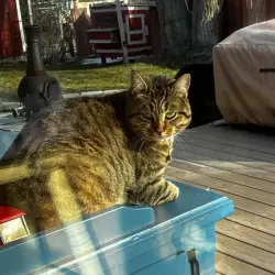 Lost Female Cat last seen Floreca and South Hills Drive, Reno, NV 89511