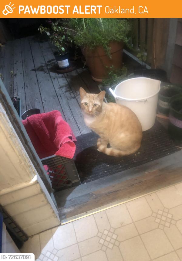 Found/Stray Unknown Cat last seen Alcatraz and tuck, Oakland , Oakland, CA 94609