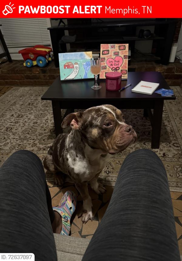 Lost Male Dog last seen Airways blvd, Memphis, TN 38116