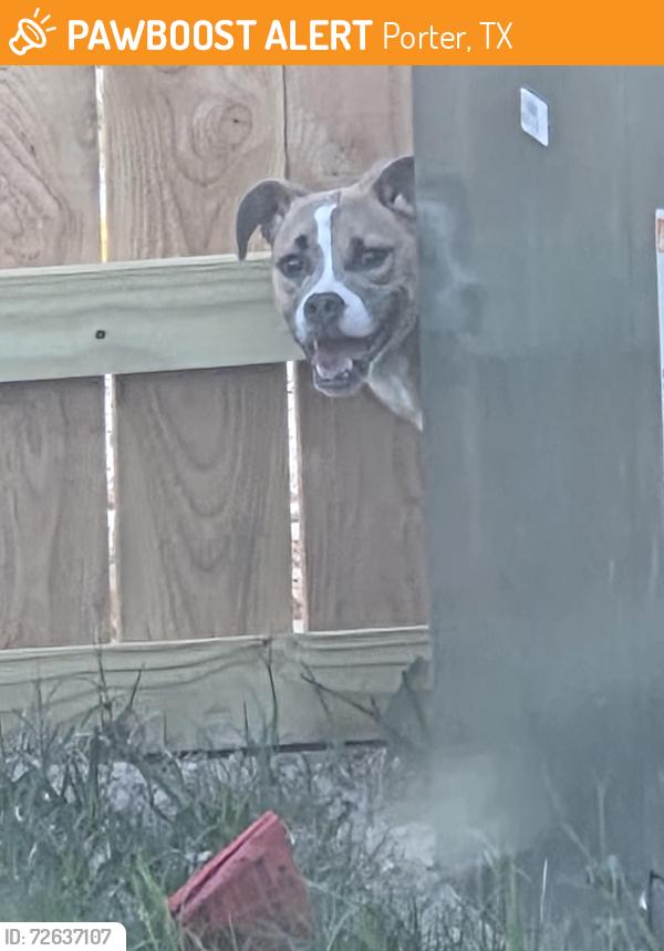 Found/Stray Male Dog last seen Royal pines neighbor , Porter, TX 77365