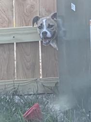 Found/Stray Male Dog last seen Royal pines neighbor , Porter, TX 77365