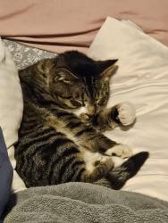 Lost Male Cat last seen 1604, Senor Rd, Von Ormy, TX 78073
