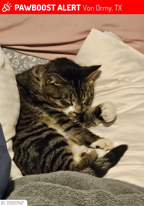 Lost Male Cat last seen 1604, Senor Rd, Von Ormy, TX 78073