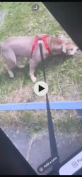Lost Male Dog last seen Tottenham, Greater London, England N17