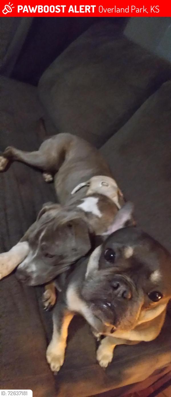 Lost Female Dog last seen Quick trip, Overland Park, KS 66212