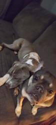 Lost Female Dog last seen Quick trip, Overland Park, KS 66212