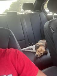 Lost Male Dog last seen piccolo school, Chicago, IL 60652