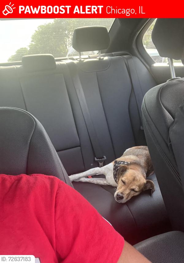 Lost Male Dog last seen piccolo school, Chicago, IL 60652