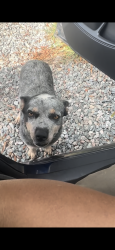 Lost Female Dog last seen Ingrid rd, Statesville, NC 28625