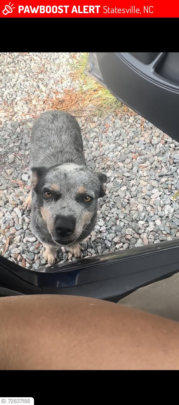 Lost Female Dog last seen Ingrid rd, Statesville, NC 28625
