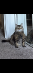 Lost Male Cat last seen Liberty north/ place liberte, Liberty, MO 64068