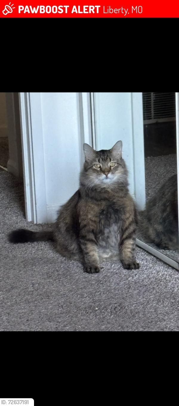 Lost Male Cat last seen Liberty north/ place liberte, Liberty, MO 64068