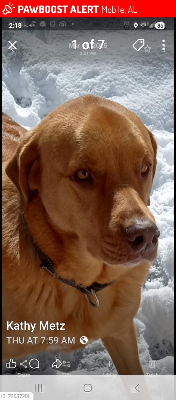 Lost Male Dog last seen Greenlawn Dr, Mobile, AL 36605